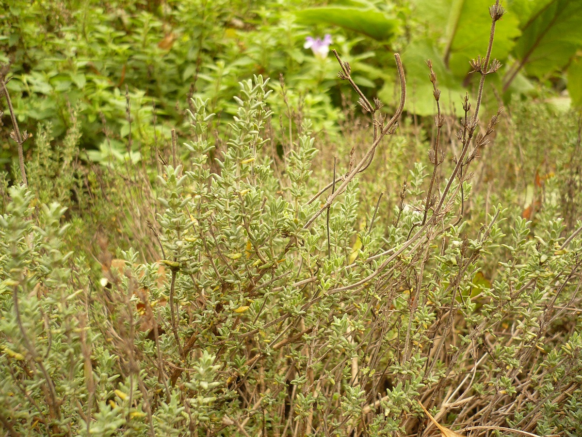 Thymus vulgaris subsp. vulgaris (Lamiaceae)